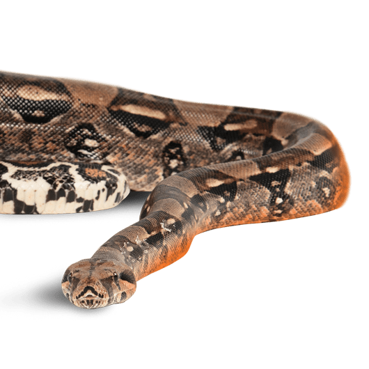 Specialised Reptile Insurance Pet Insurance dotsure.co.za