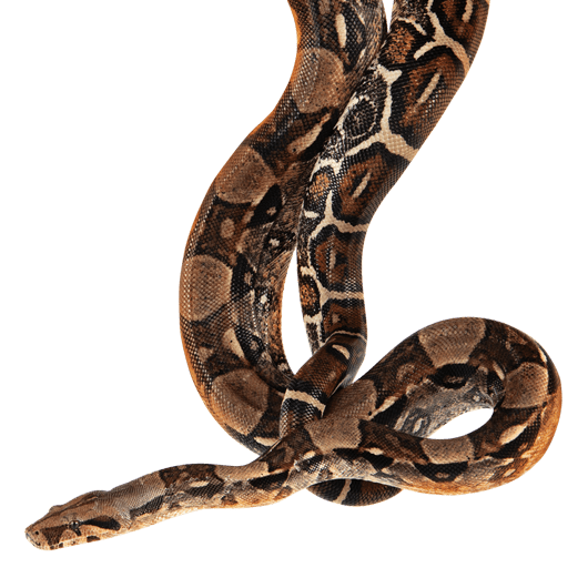 Specialised Reptile Insurance Pet Insurance dotsure.co.za