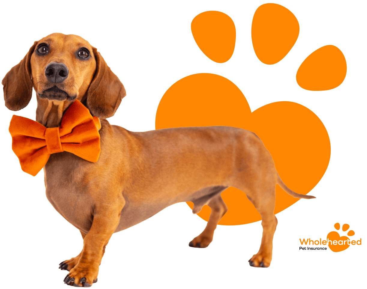 an Image of a dogs paw print behind the image of the Dachshund