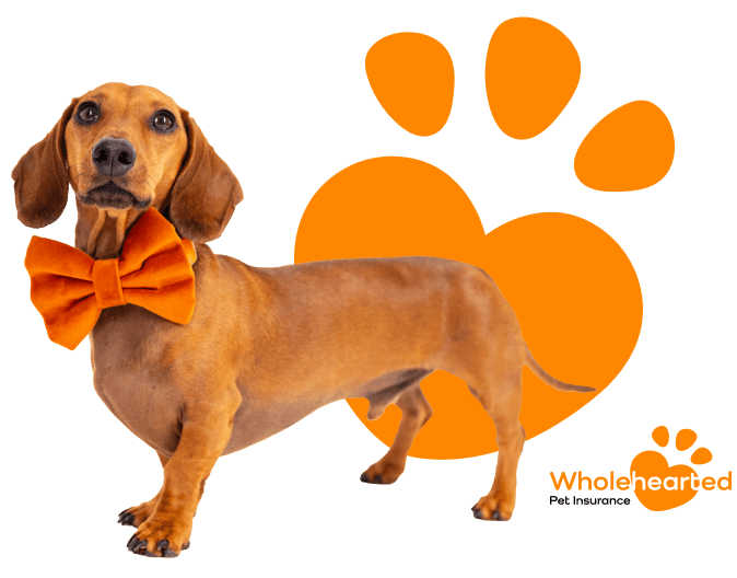 an Image of a dogs paw print behind the image of the Dachshund