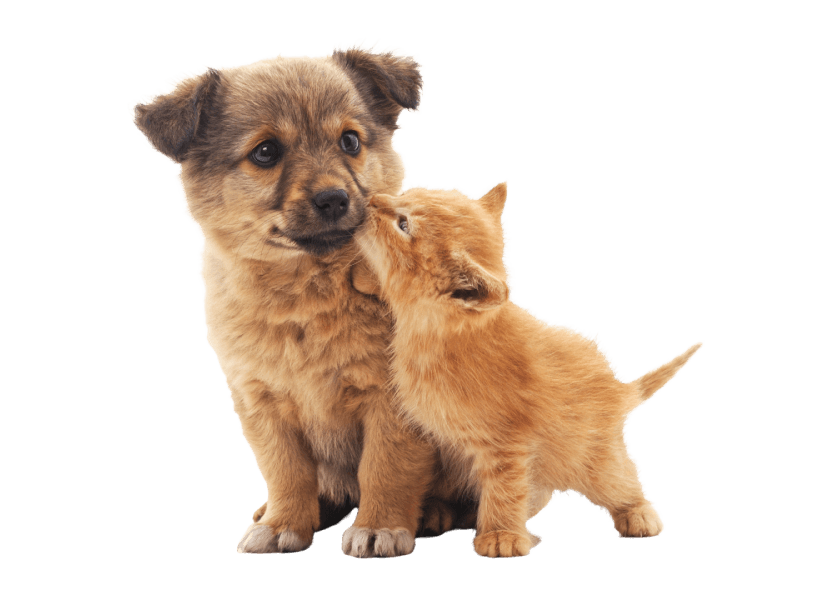 An image of a dog and cat looking at you.