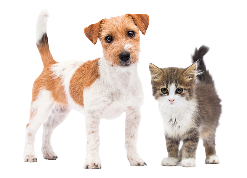 An image of a dog and cat looking at you.