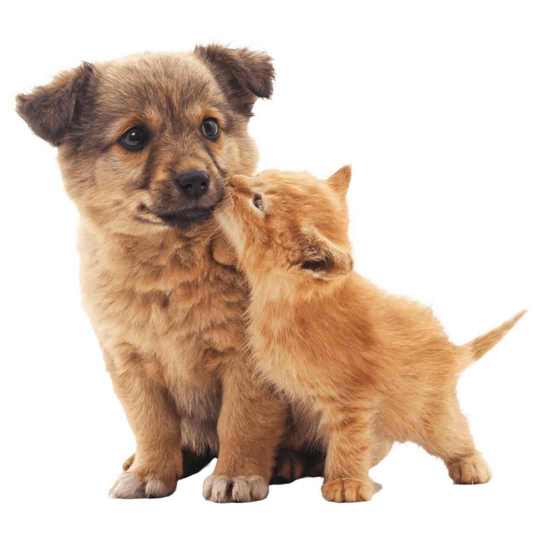 An image of a dog and cat looking at you.