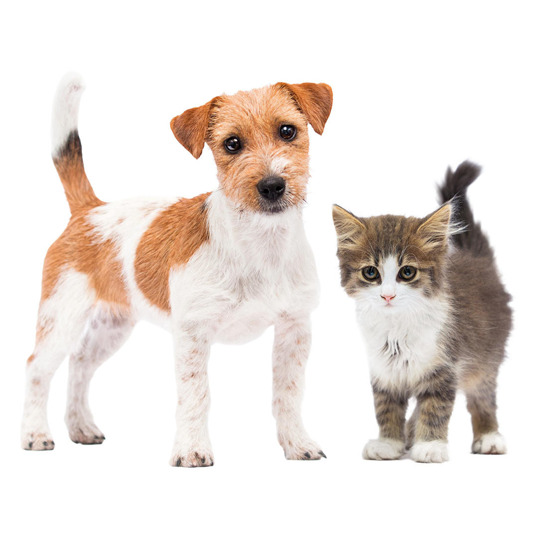 An image of a dog and cat looking at you.