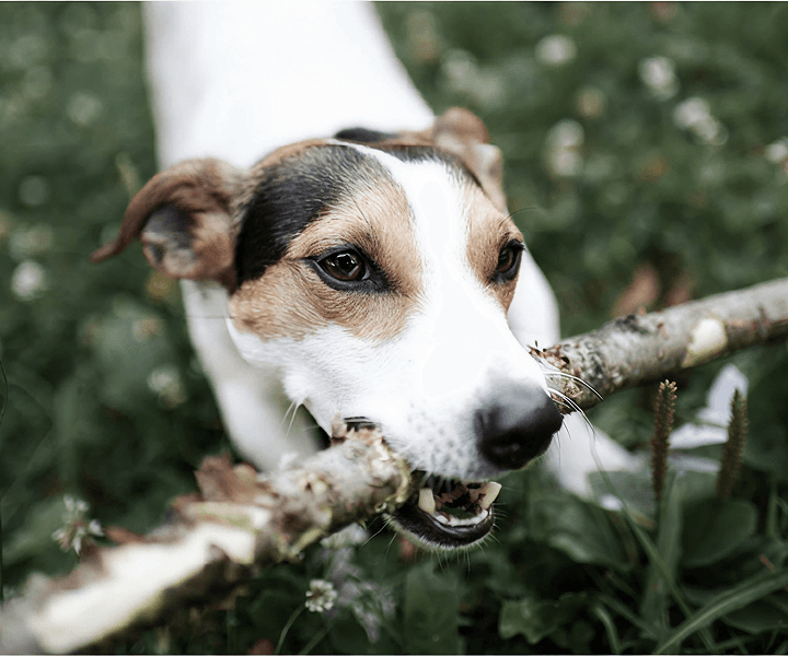 Montego Dog