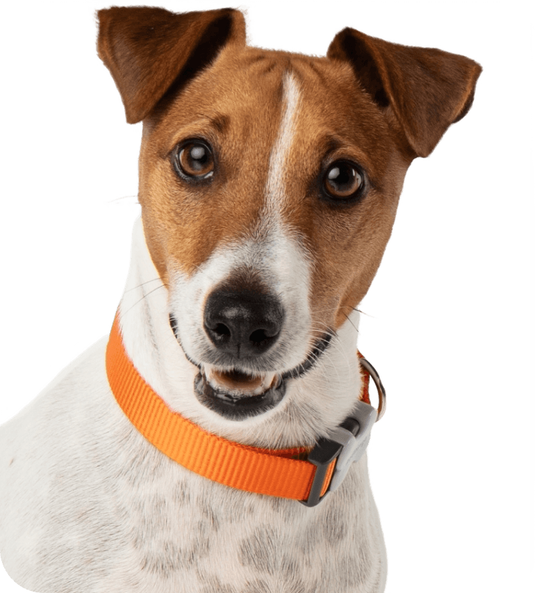 One excited Jack Russel Terrier