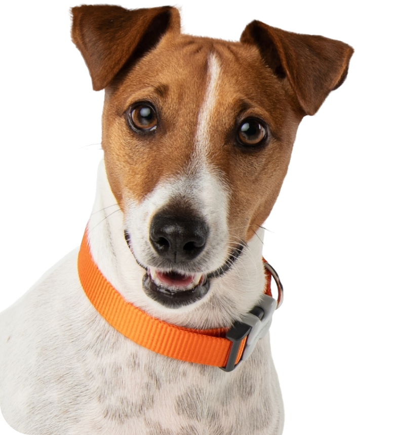 One excited Jack Russel Terrier