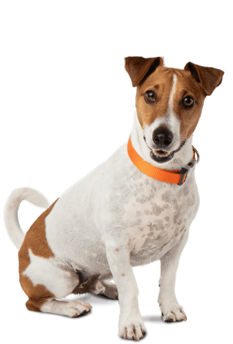 One excited Jack Russel Terrier