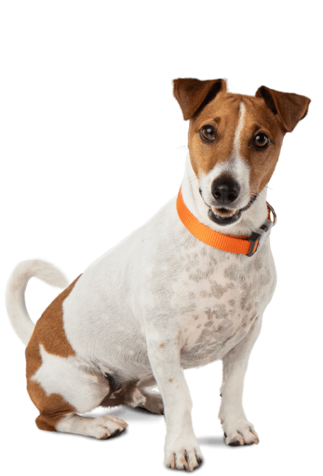 One excited Jack Russel Terrier