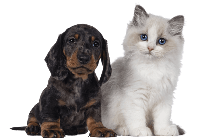 A puppy and kitten looking at you