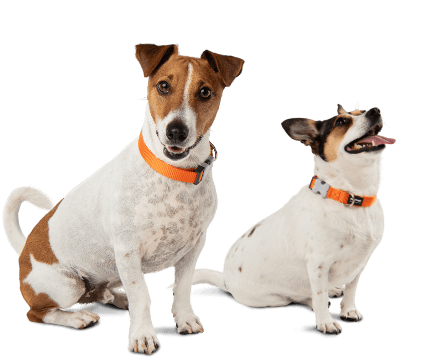 Two excited Jack Russel Terriers