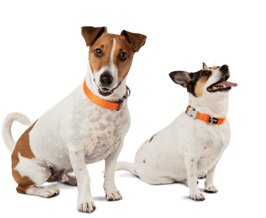 Two excited Jack Russel Terriers