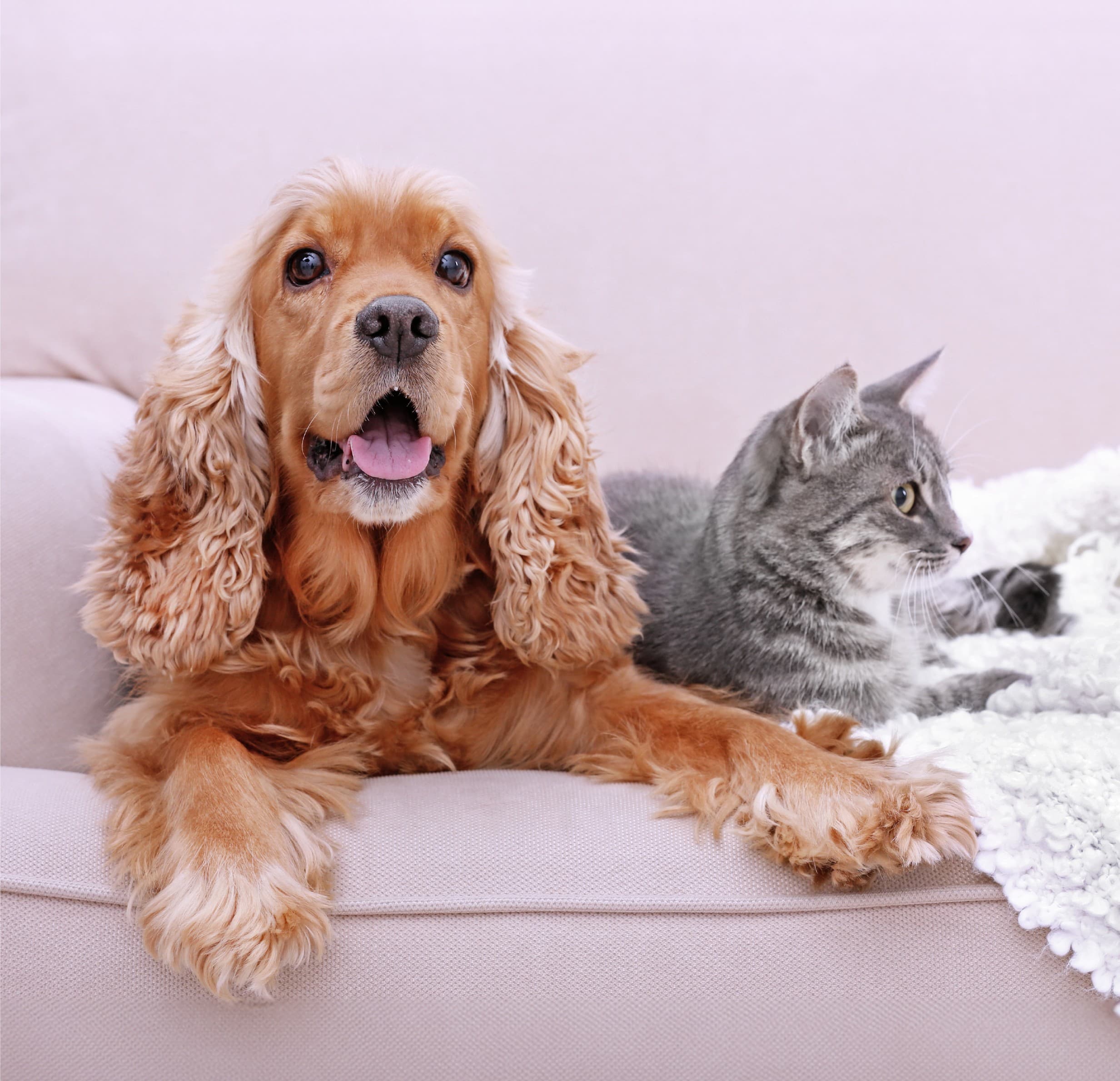 An image of a dog and cat on a sofa.