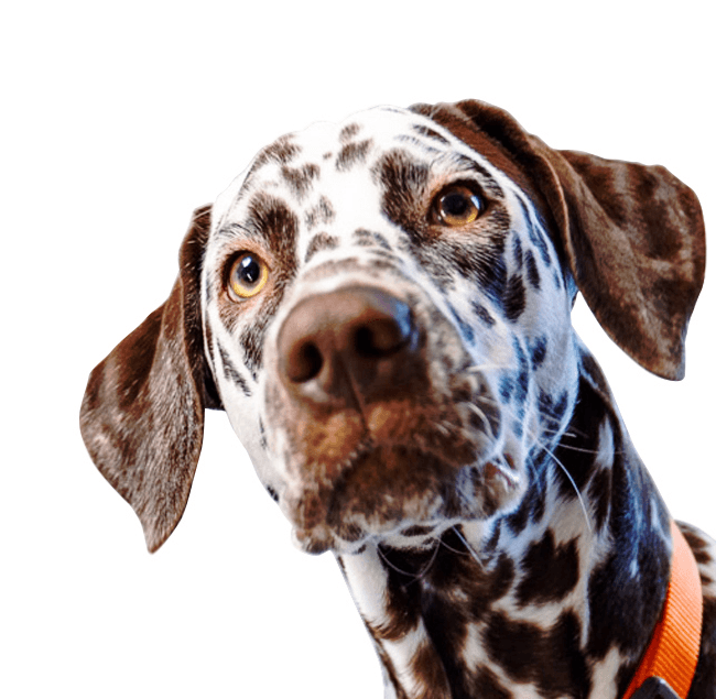 A dog