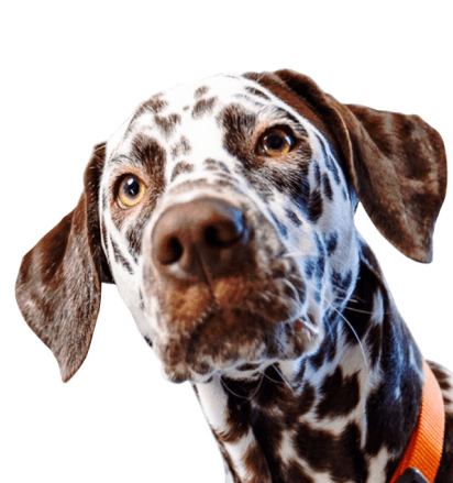 A dog