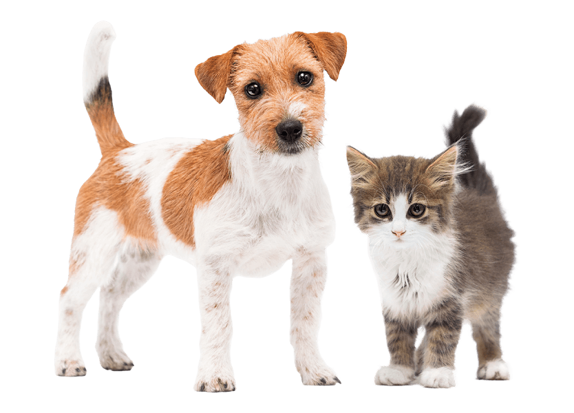 An image of a dog and cat looking at you.