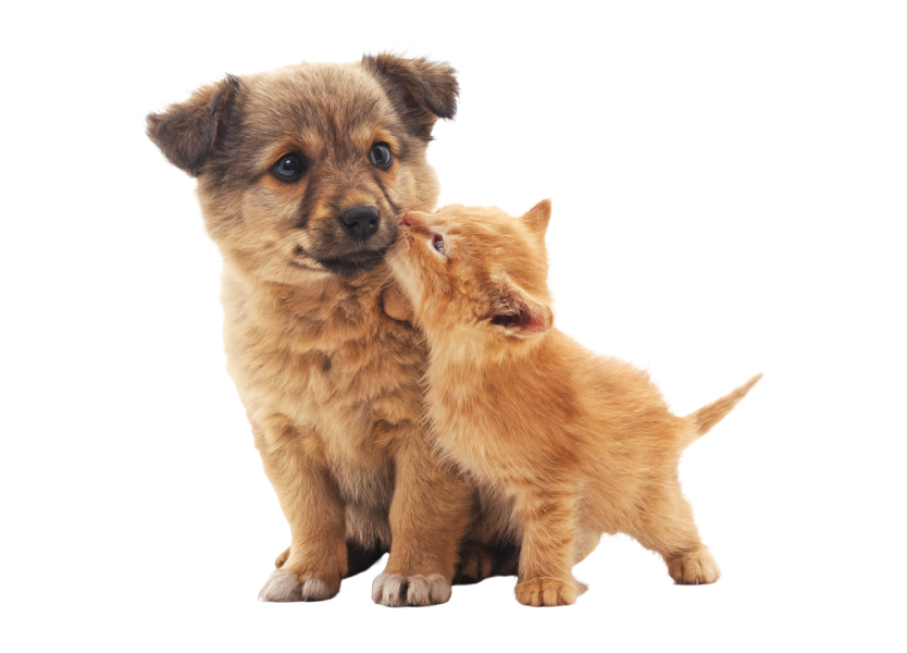 An image of a dog and cat looking at you.
