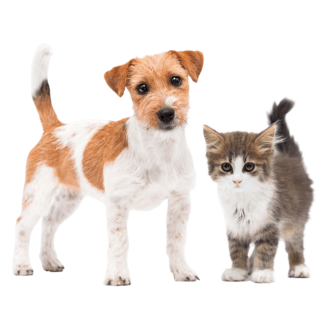 An image of a dog and cat looking at you.