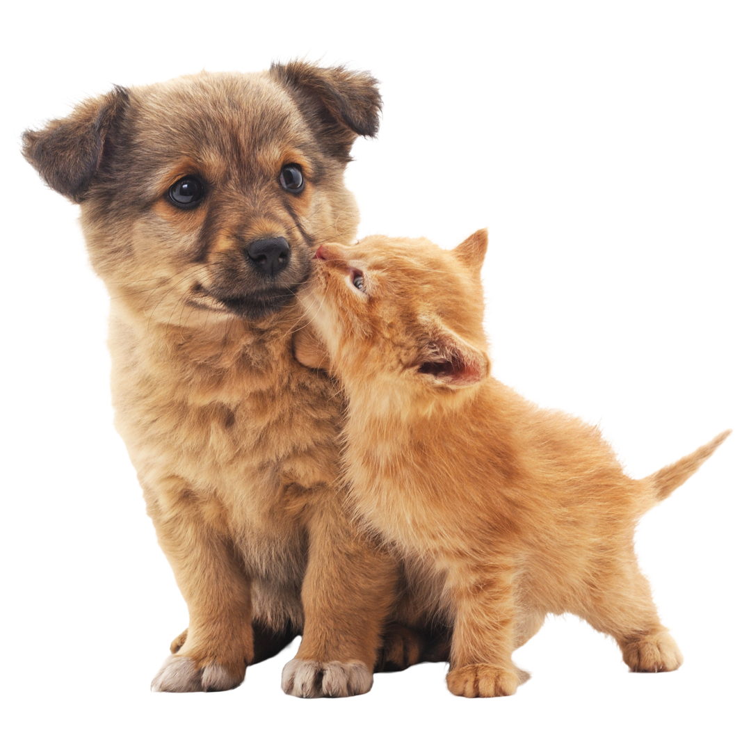 An image of a dog and cat looking at you.