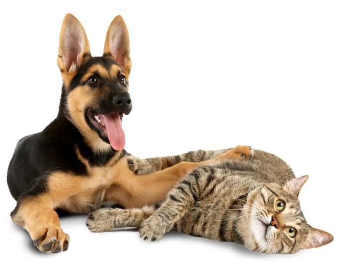 pet pool and home banner image