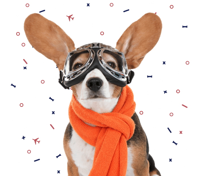 absolute pet banner image