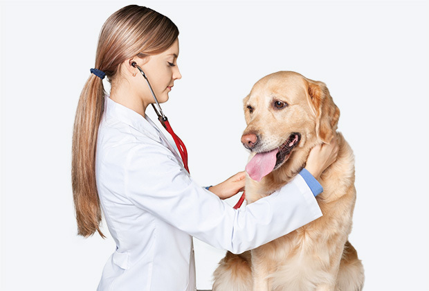 Vet treating dog.