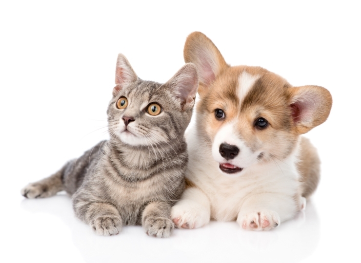 absolute pet banner image