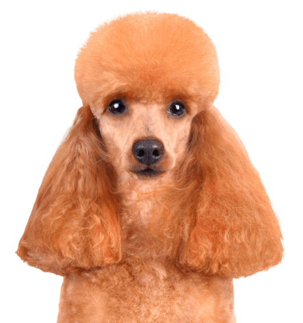 pet insurance hero image
