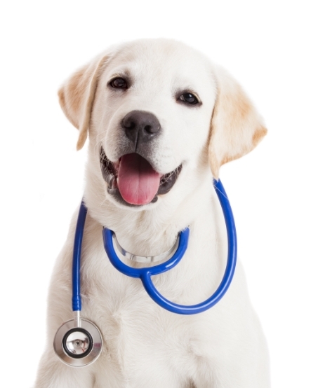 sanlam dog with stethoscope