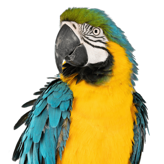 Specialised Bird Insurance Pet Insurance dotsure.co.za