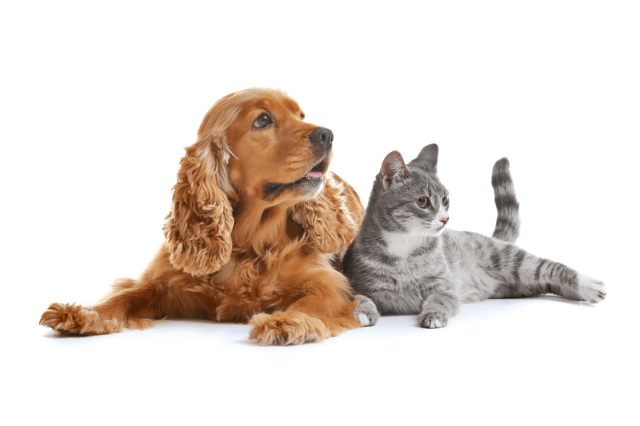 absolute pet banner image