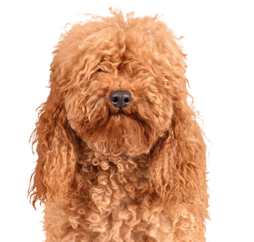 pet insurance hero image