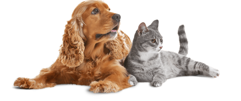 Kusa footer image of dog and cat