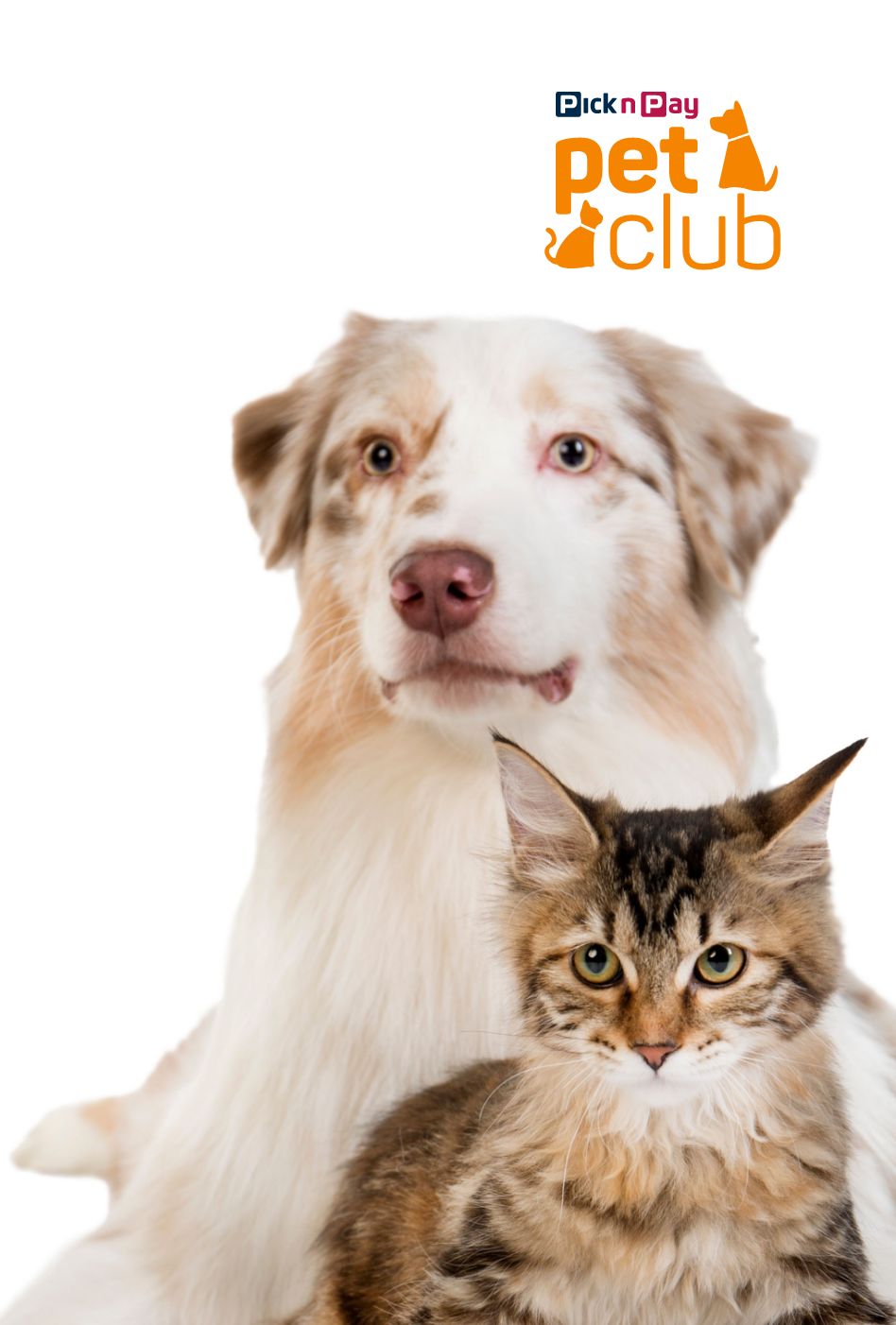 pet club dog image